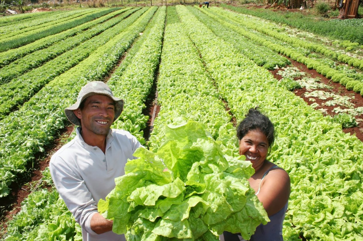 Agricultores sorridentes segurando alface em plantação