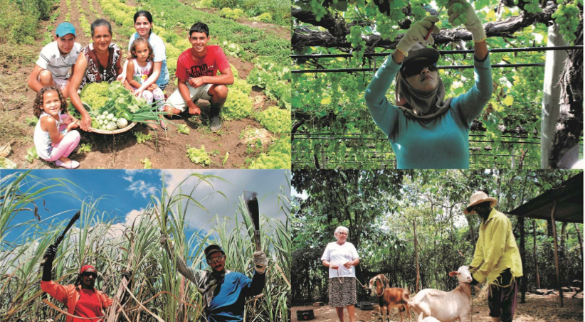 Mosaico de cenas da agricultura familiar em Pernambuco
